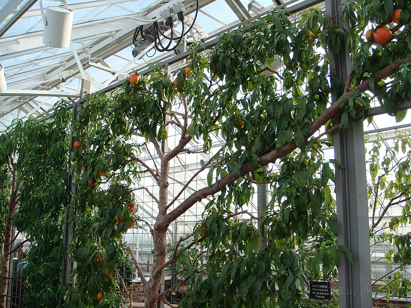 330 Longwood Gardens [2008 August 23].JPG - Longwood Gardens in Pennsylvania